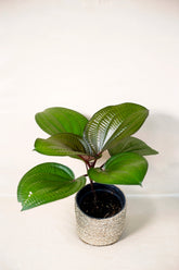 Phyllagathis rotundifolia